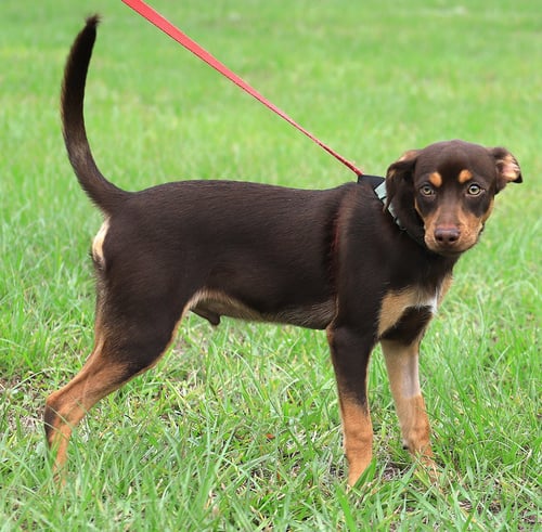 PONCHO - Hound available for adoption
