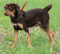 Poncho - Photo 4
