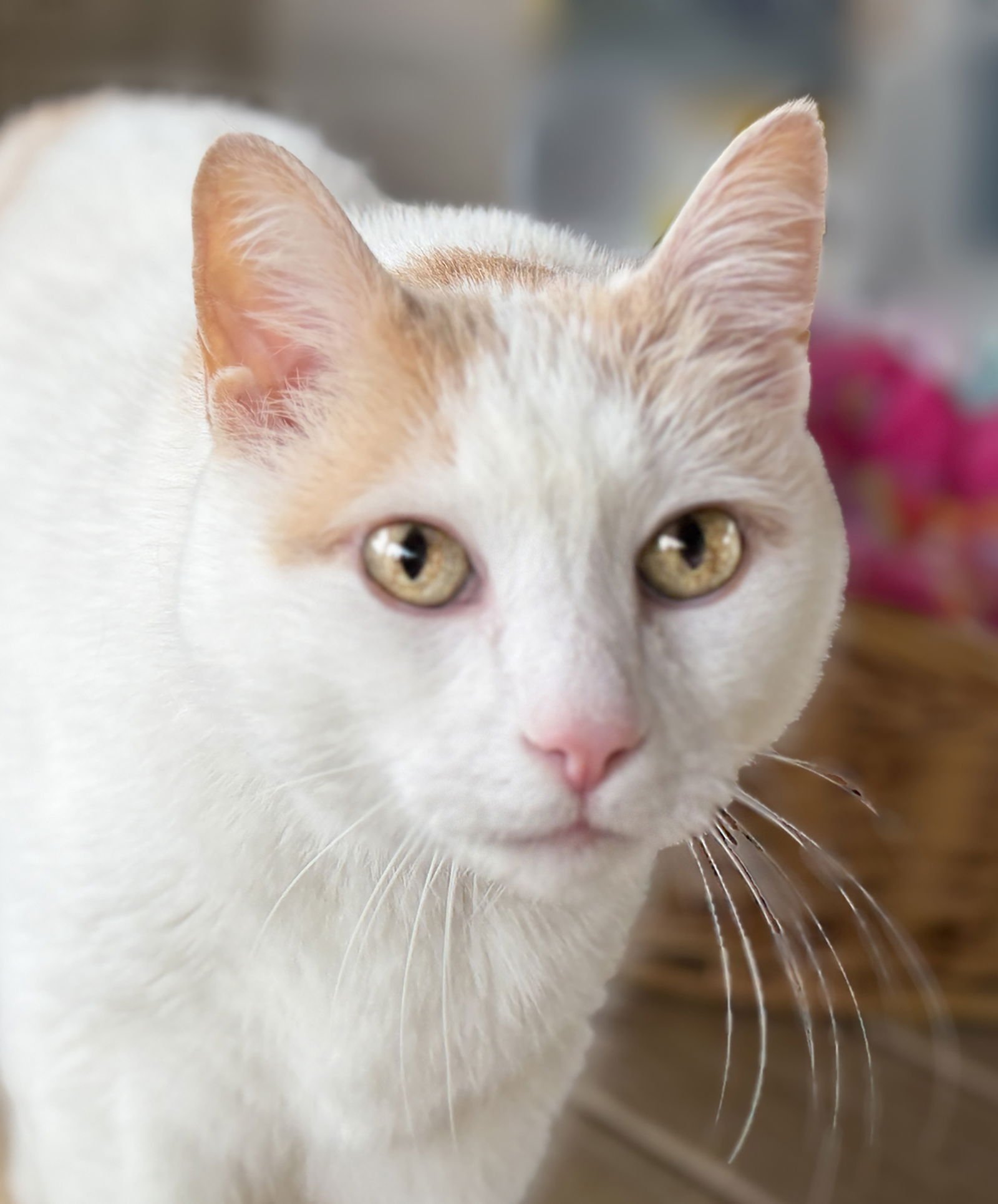 ANGELO - Domestic Short Hair available for adoption