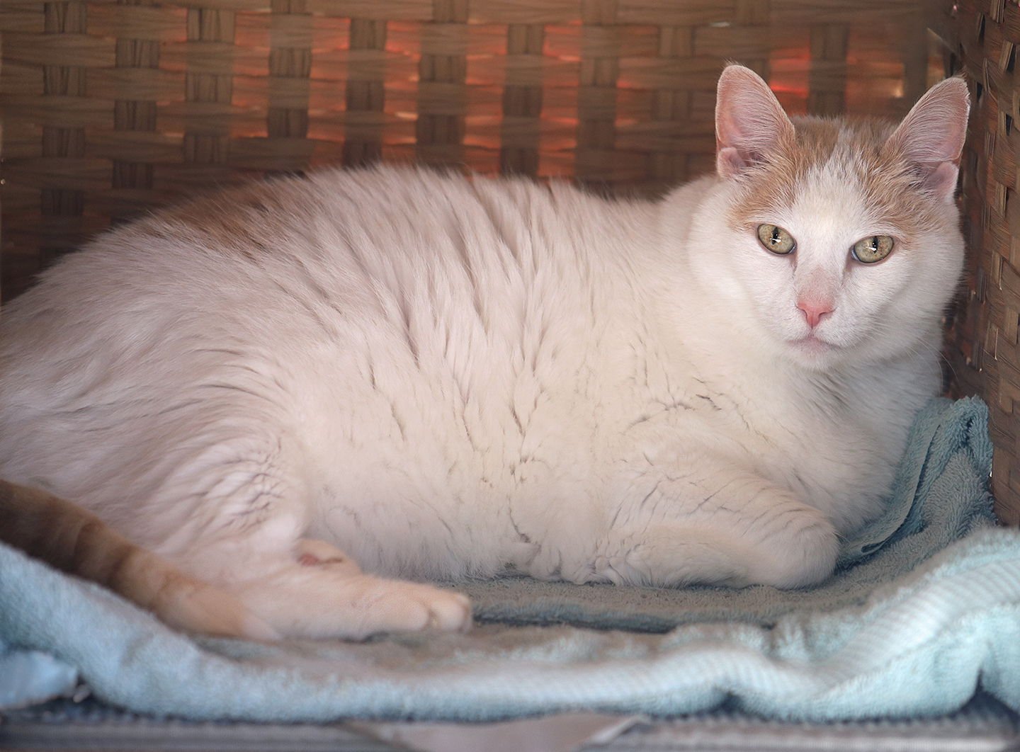 ANGELO - Domestic Short Hair available for adoption