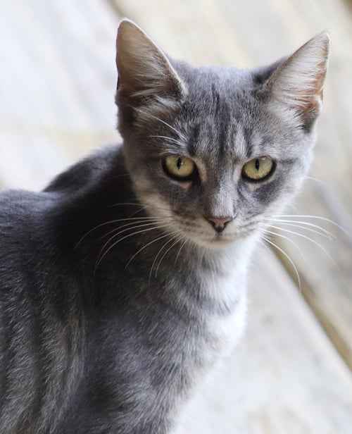 SPECK - Domestic Short Hair available for adoption