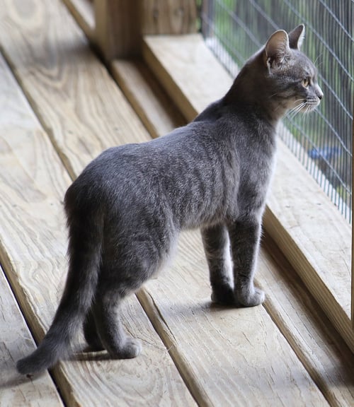 SPECK - Domestic Short Hair available for adoption
