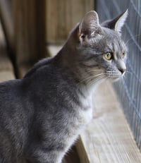 Speck - Photo 3