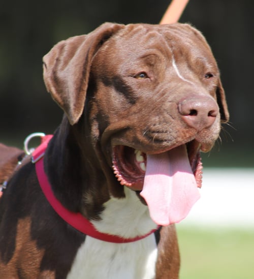 BENJI - Great Dane available for adoption