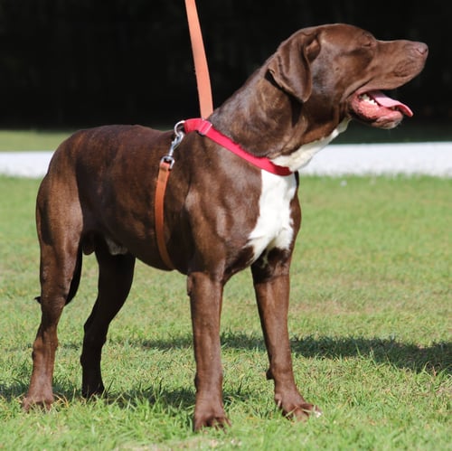 BENJI - Great Dane available for adoption