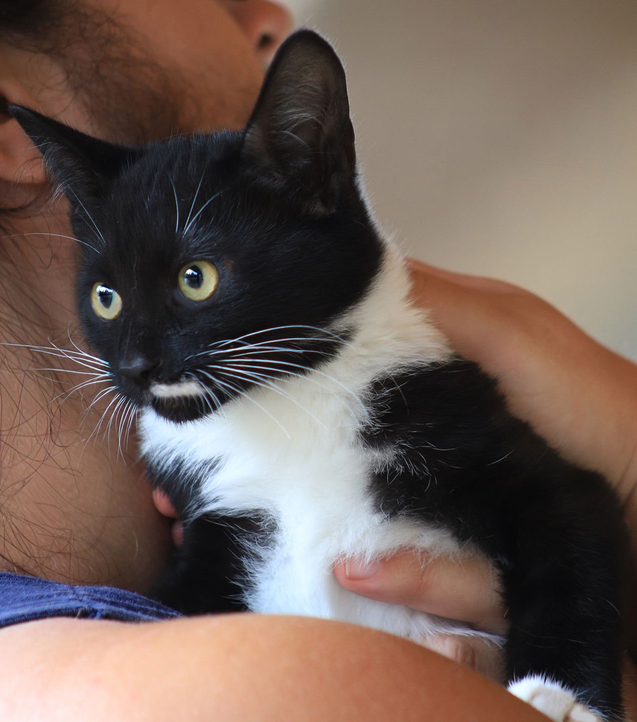 BRUNO - Domestic Medium Hair available for adoption