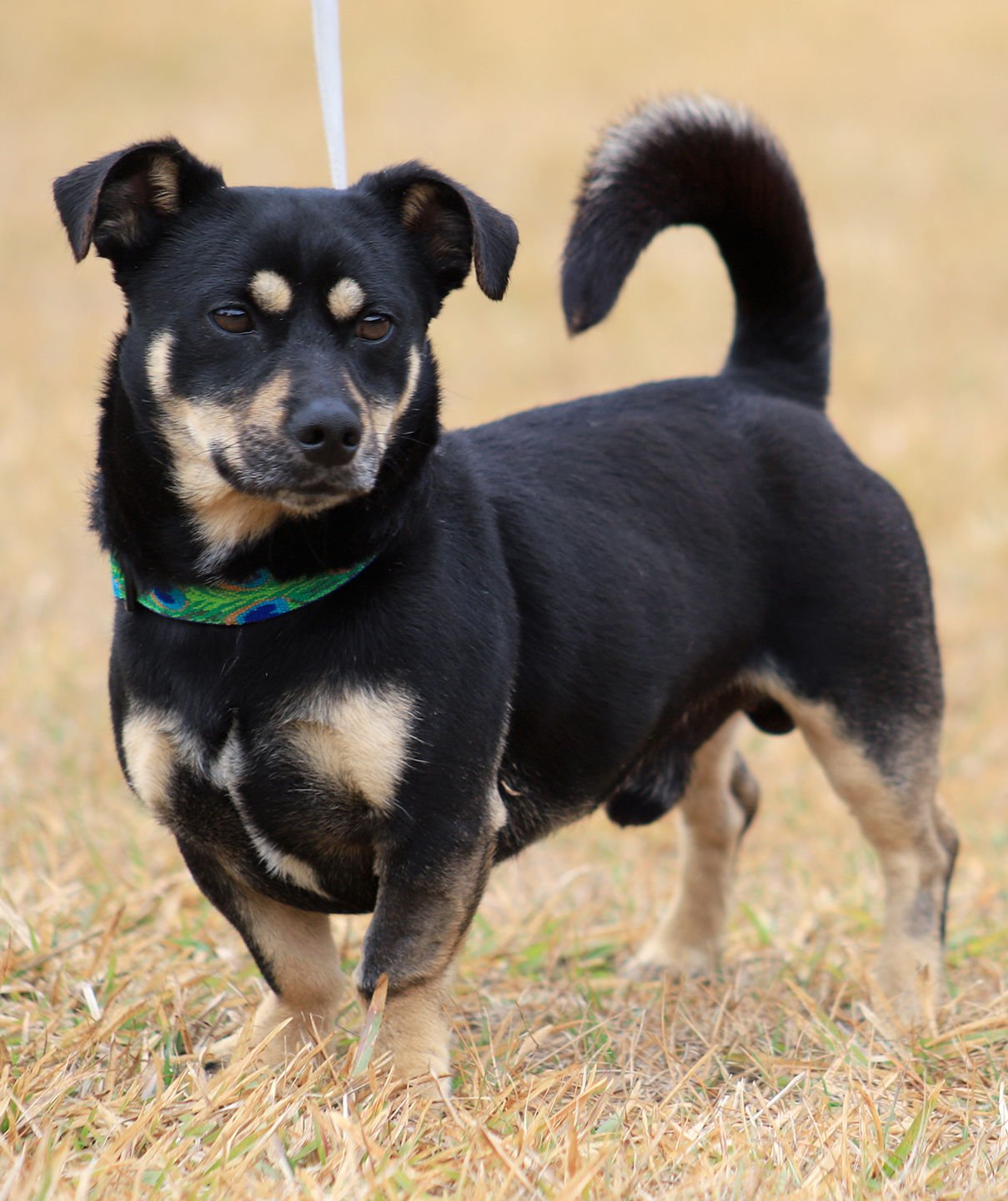 XARO - Jack Russell Terrier available for adoption