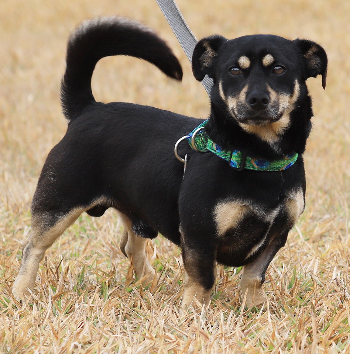 XARO - Jack Russell Terrier available for adoption