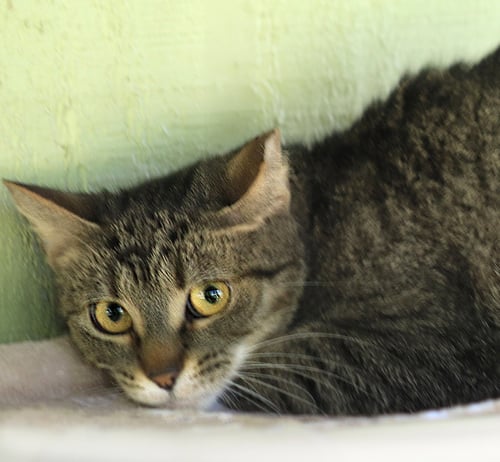 JAVA - Domestic Short Hair available for adoption