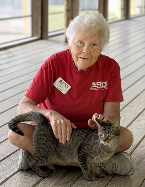 JAVA - Domestic Short Hair available for adoption