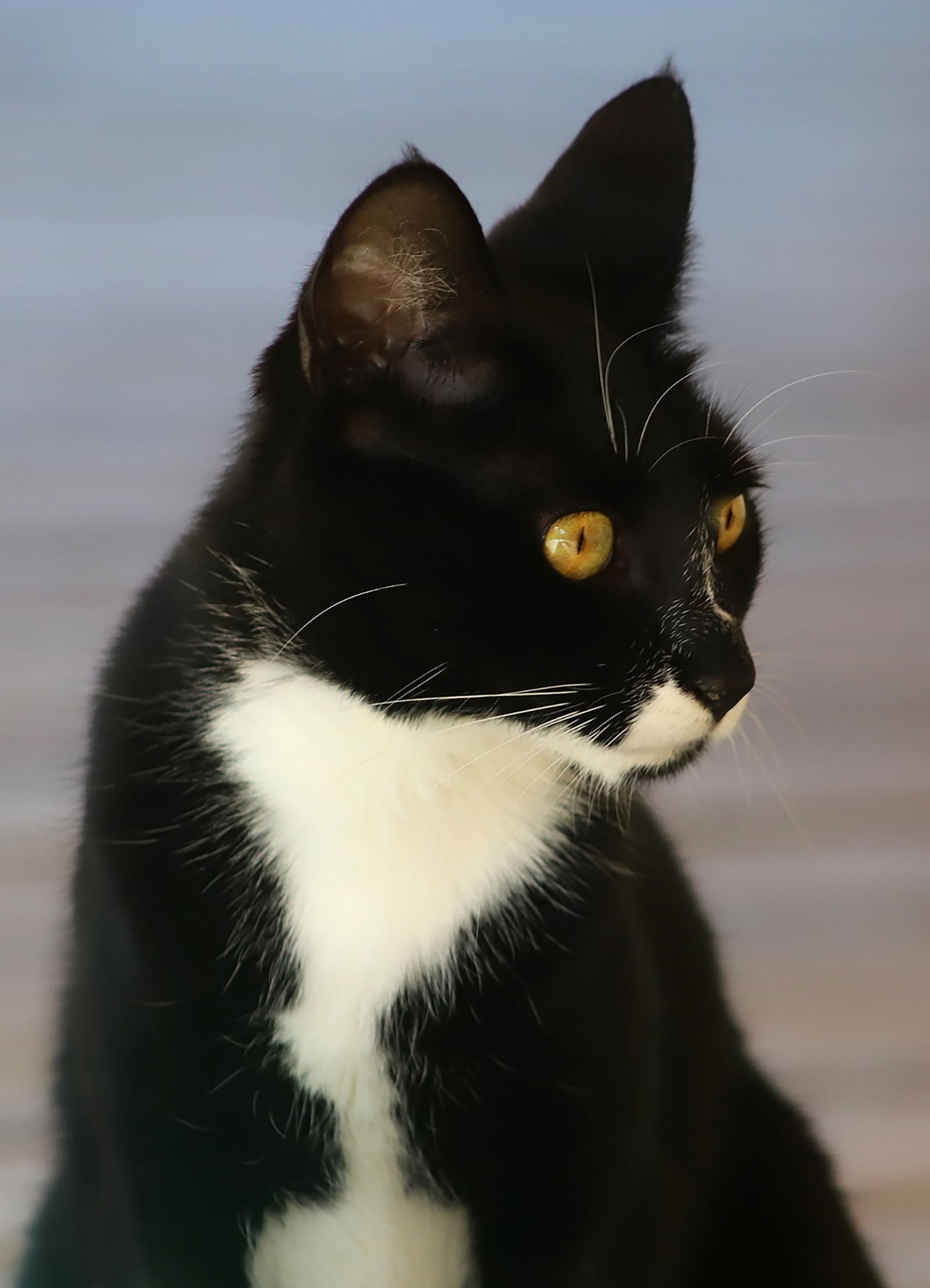 TIFA - Domestic Short Hair available for adoption