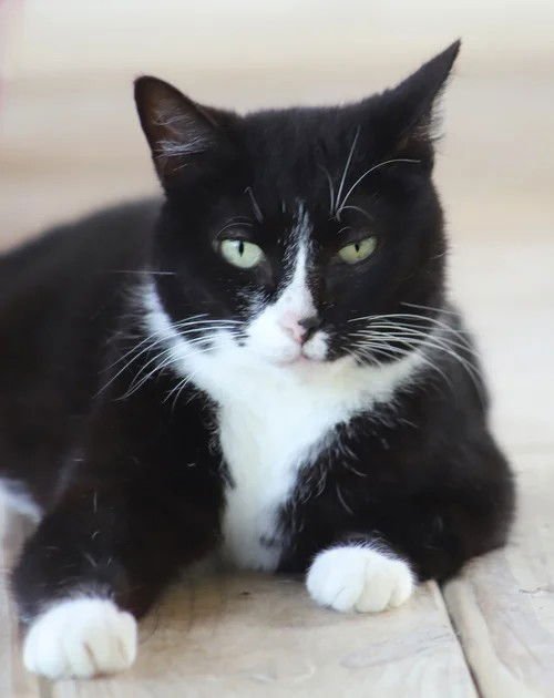 FOUND - Domestic Short Hair available for adoption