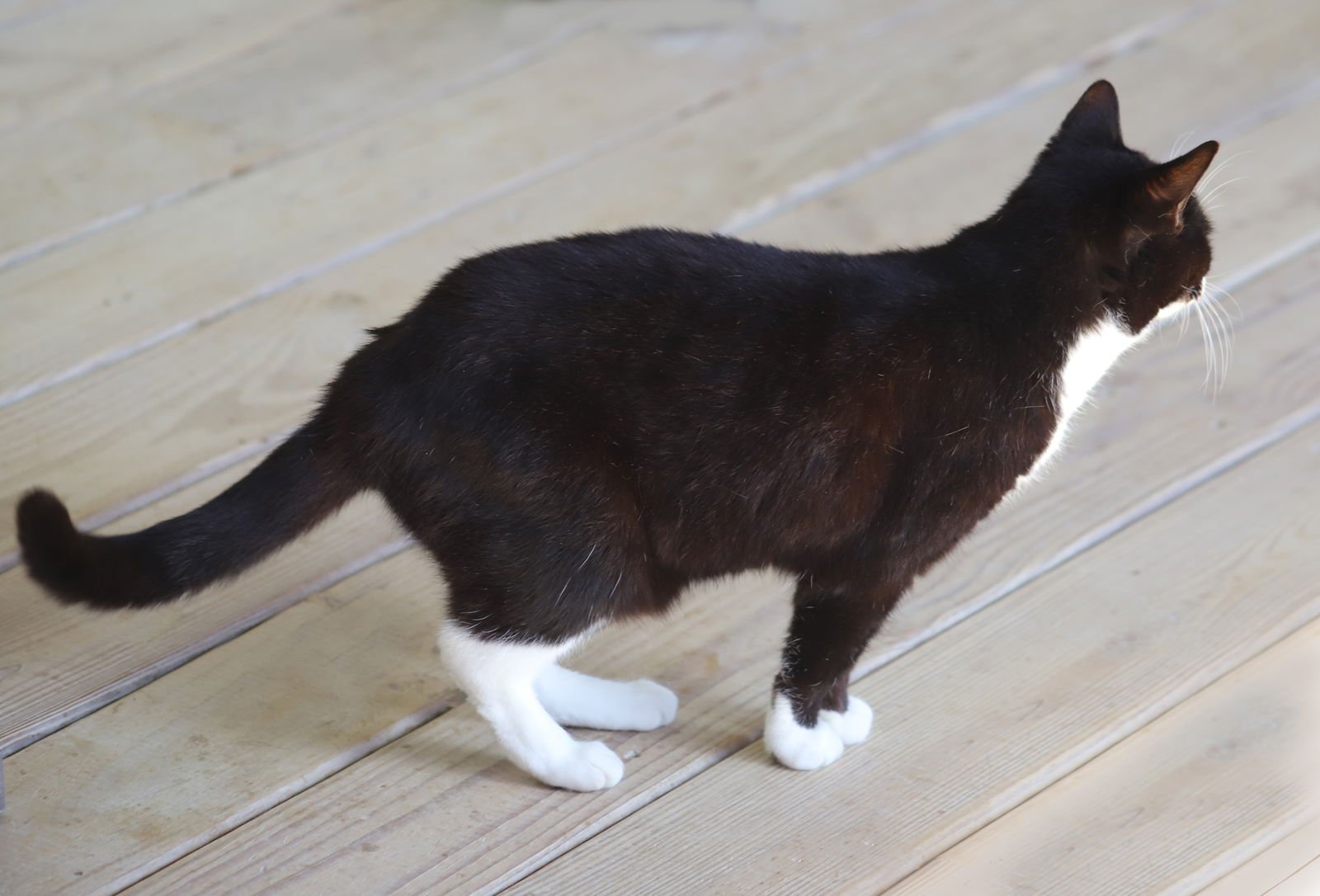 FOUND - Domestic Short Hair available for adoption