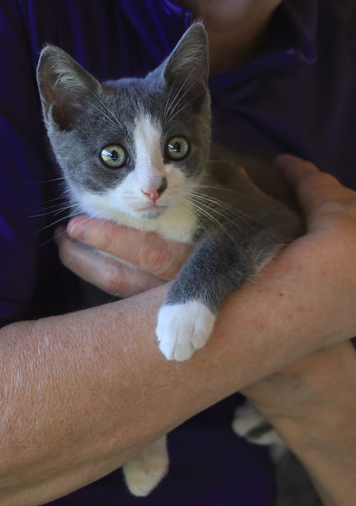 TITO - Domestic Short Hair available for adoption