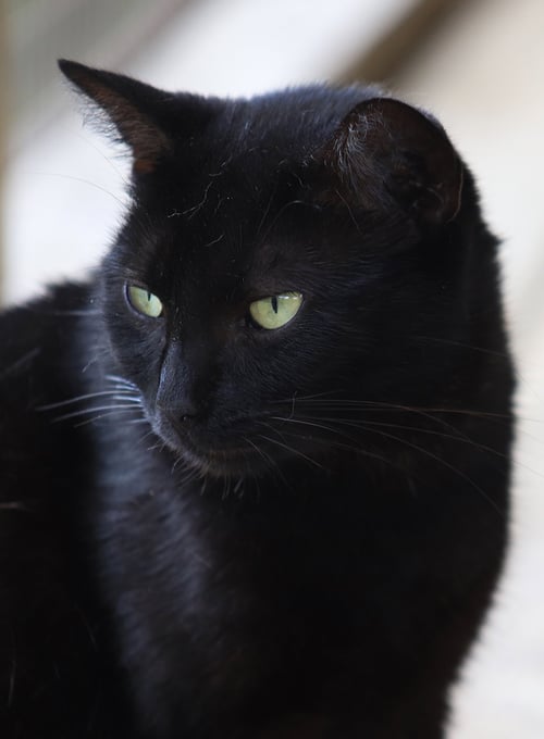 HESTER - Domestic Short Hair available for adoption