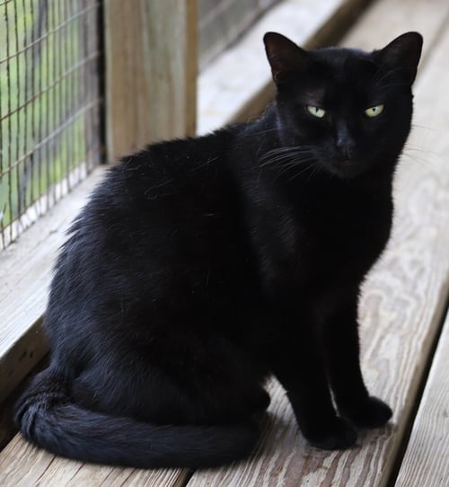 HESTER - Domestic Short Hair available for adoption
