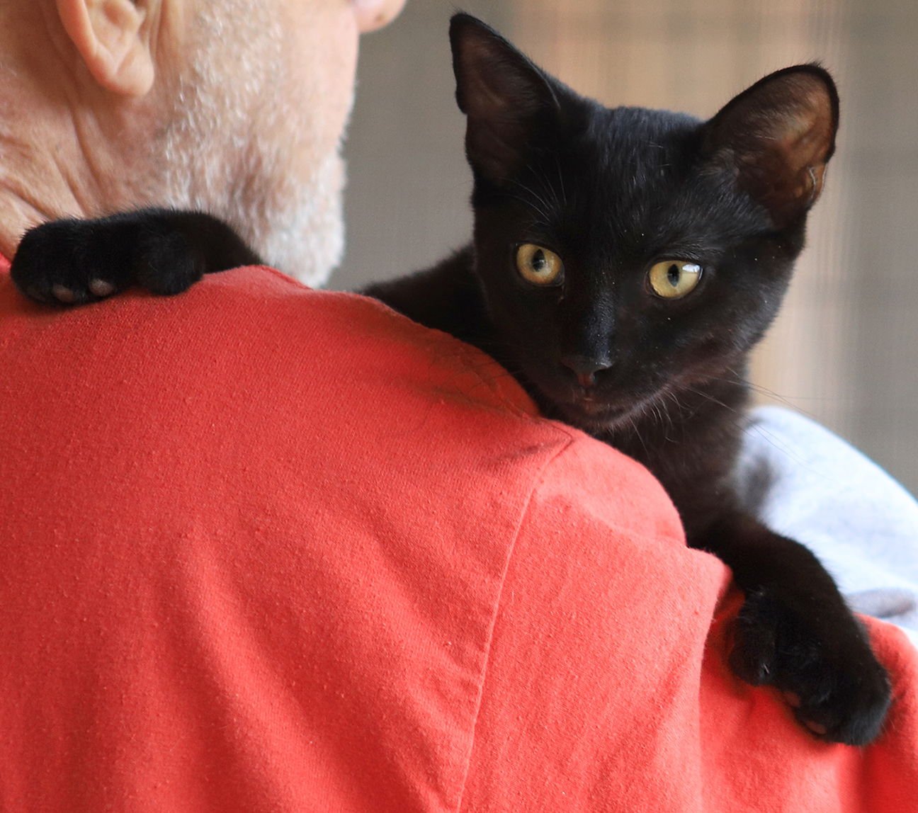 ASCOT - Domestic Short Hair available for adoption