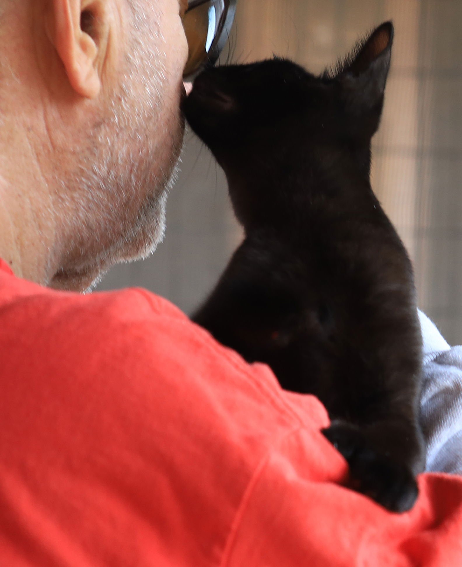 ASCOT - Domestic Short Hair available for adoption