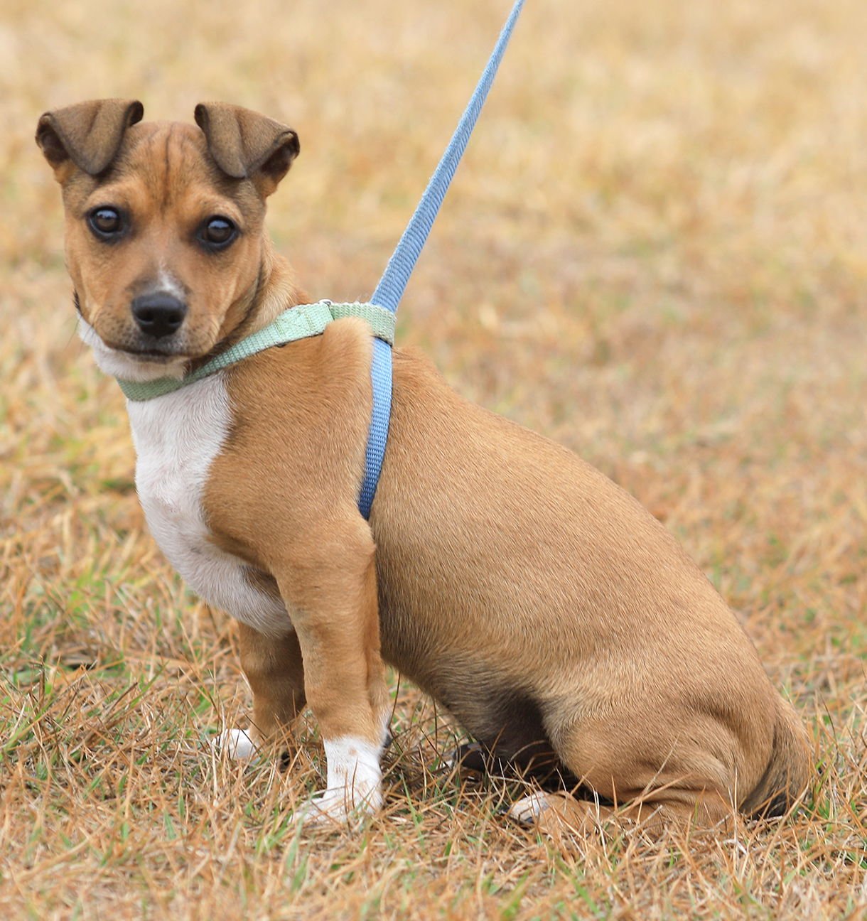 BUTTERSCOTCH - Hound available for adoption