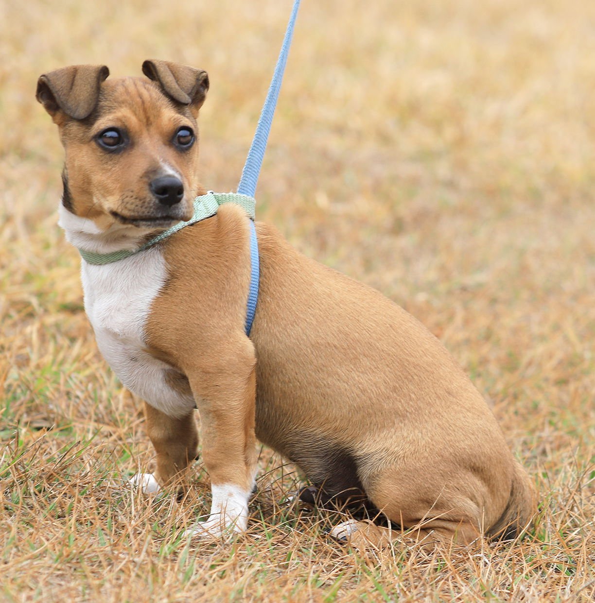 Butterscotch - Photo 3