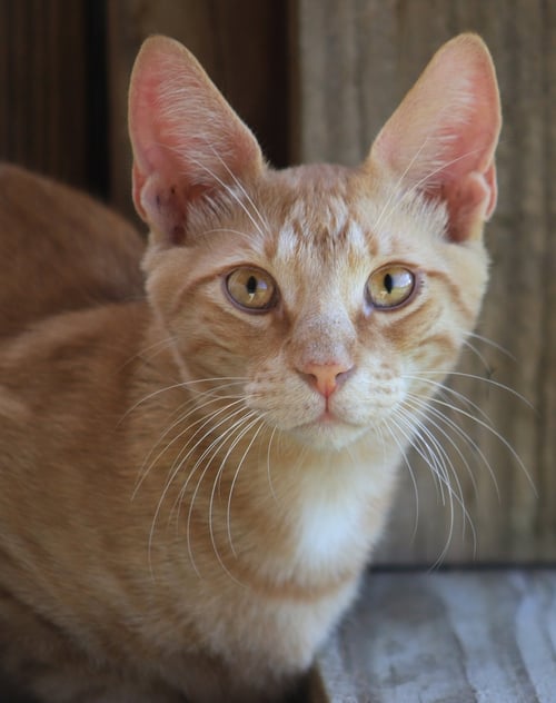 ALEX - Domestic Short Hair available for adoption