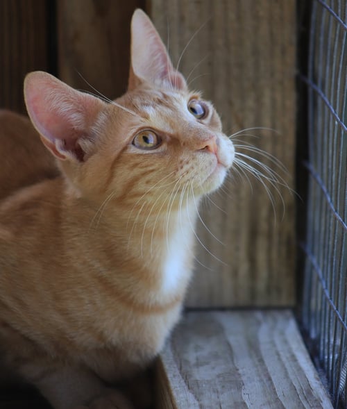ALEX - Domestic Short Hair available for adoption