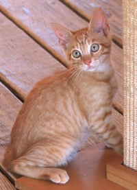 Cayenne - Photo 1