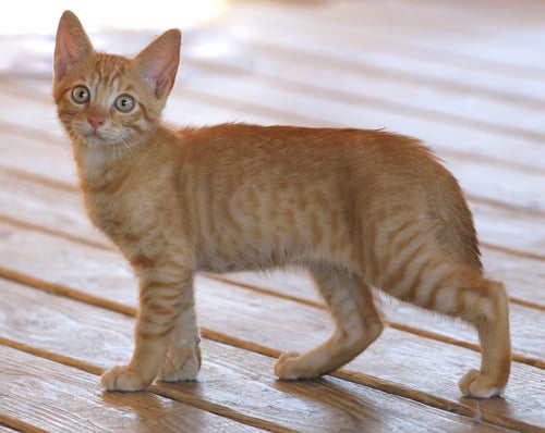 CAYENNE - Domestic Short Hair available for adoption