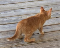 Cayenne - Photo 3