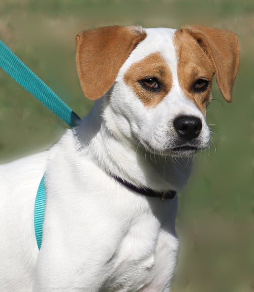 SUKI - Jack Russell Terrier available for adoption