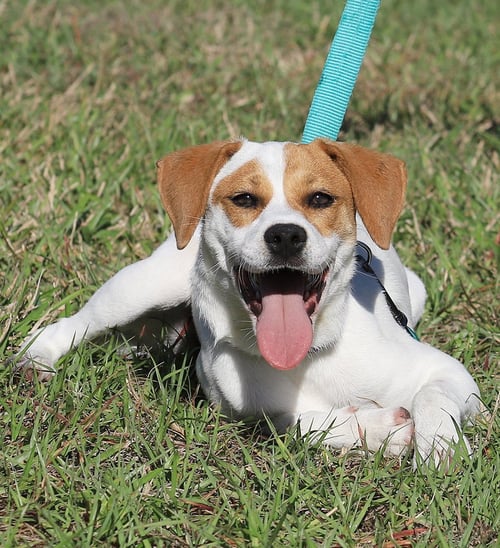 SUKI - Jack Russell Terrier available for adoption