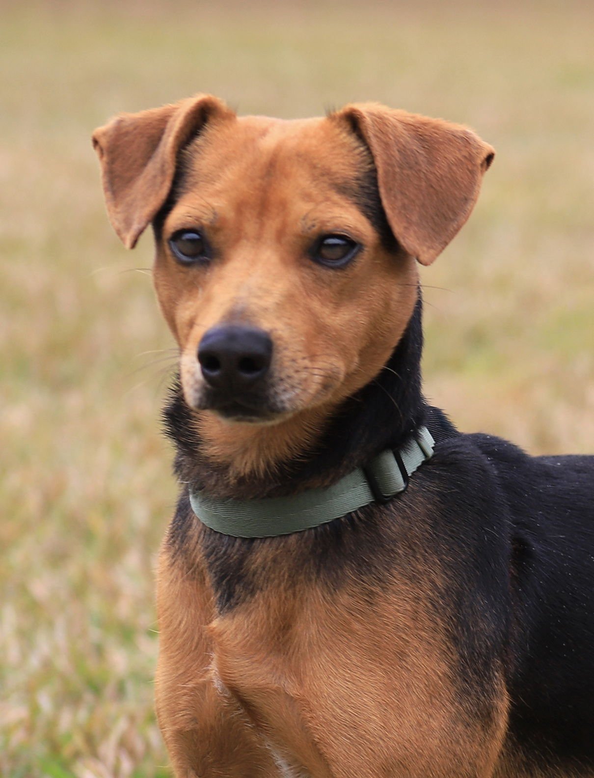 ERNIE - Hound for adoption in Fort Myers