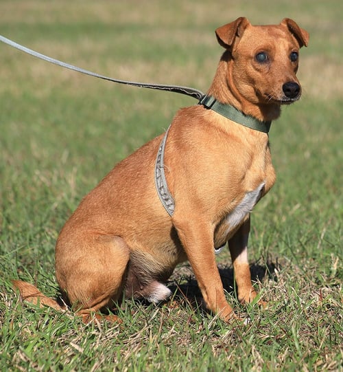 DIXON (HWT MEDICAL HOLD) - Hound available for adoption