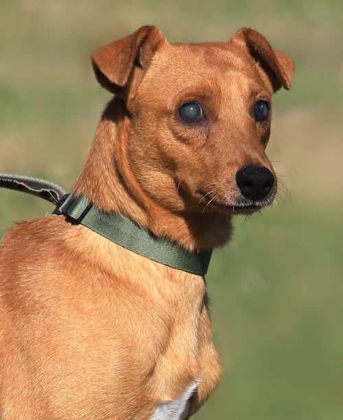 DIXON (HWT MEDICAL HOLD) - Hound available for adoption