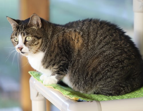 BETTE - Domestic Short Hair available for adoption