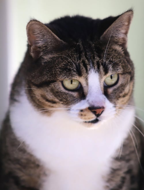 BETTE - Domestic Short Hair available for adoption