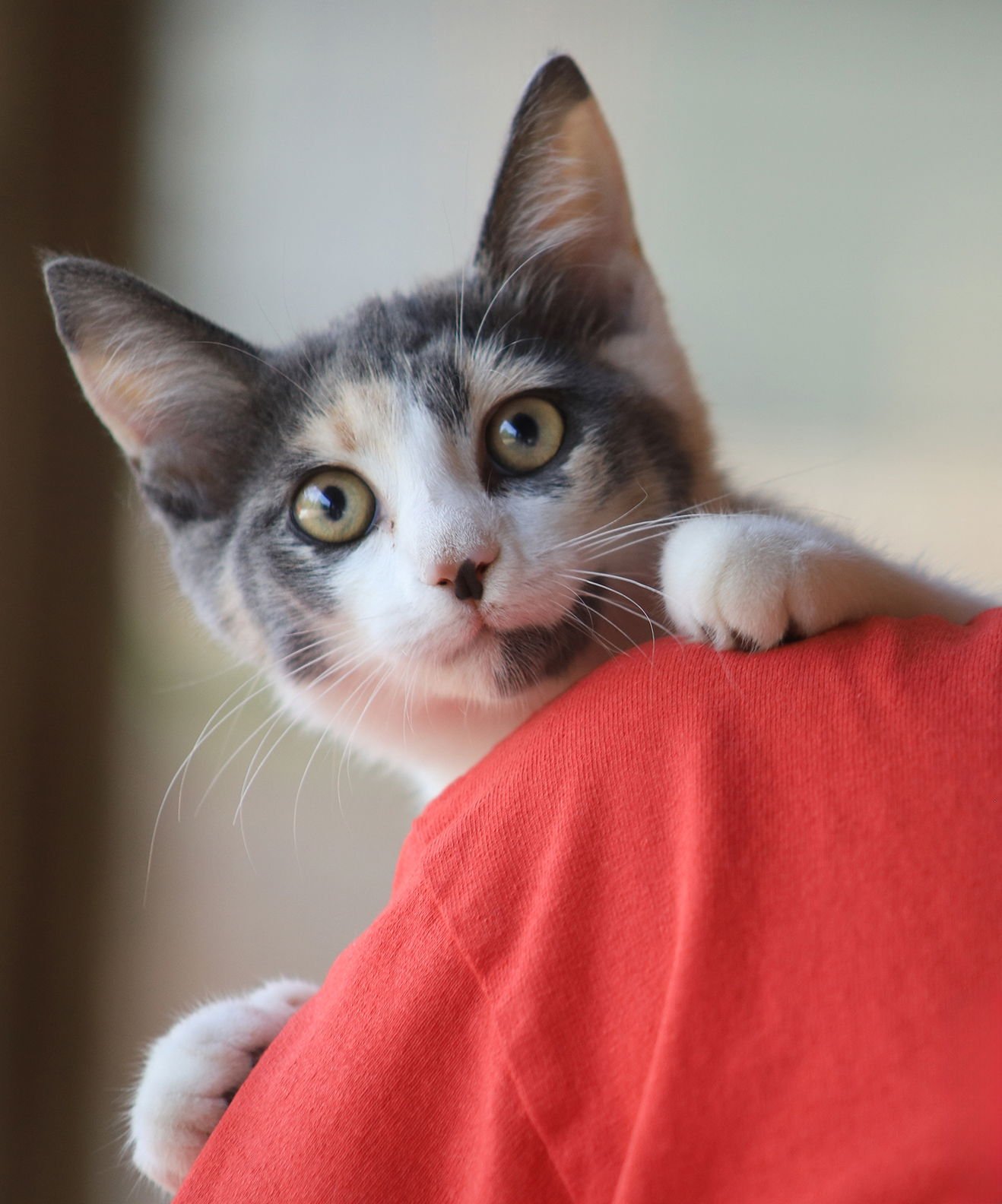 CRANBERRY - Domestic Short Hair available for adoption