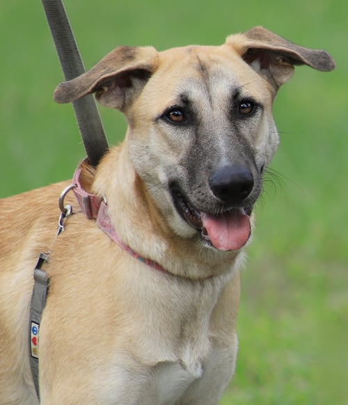 LEIA - German Shepherd Dog available for adoption