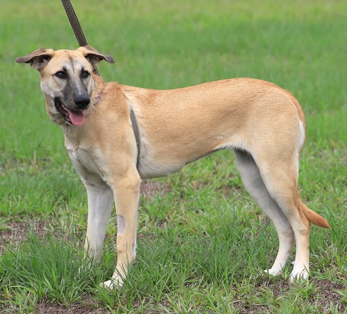 LEIA - German Shepherd Dog available for adoption