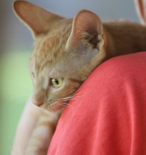 COMMANDER - Domestic Short Hair available for adoption