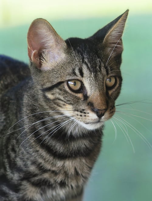 THURSTON - Domestic Short Hair available for adoption