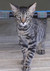 Thurston - Photo 4