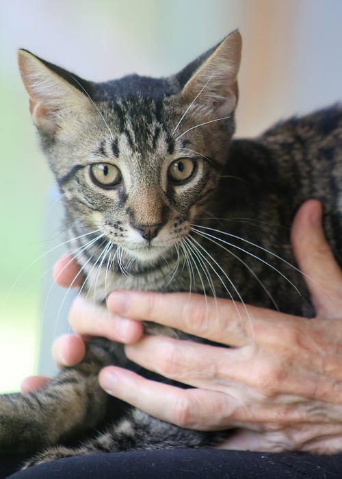 THURSTON - Domestic Short Hair available for adoption