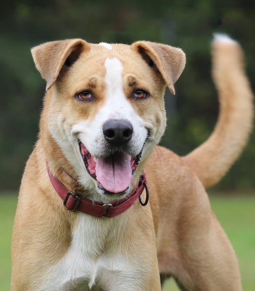 BOOKER - Hound available for adoption