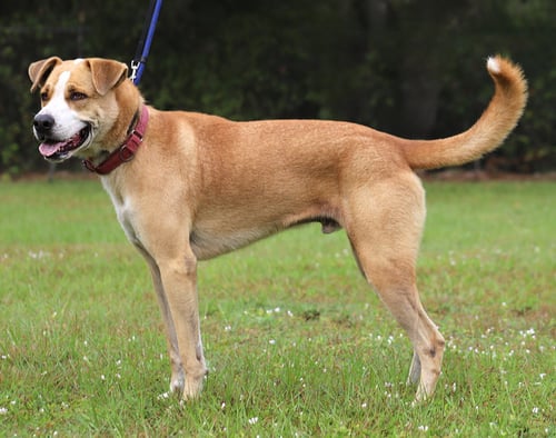 BOOKER - Hound available for adoption