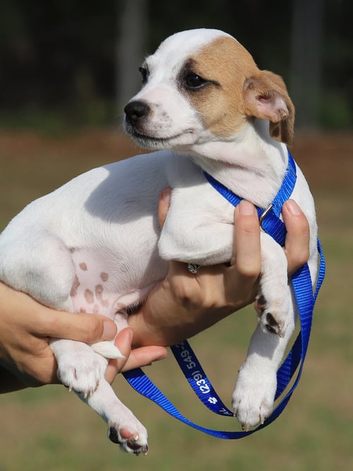 MONKEY - Chihuahua available for adoption