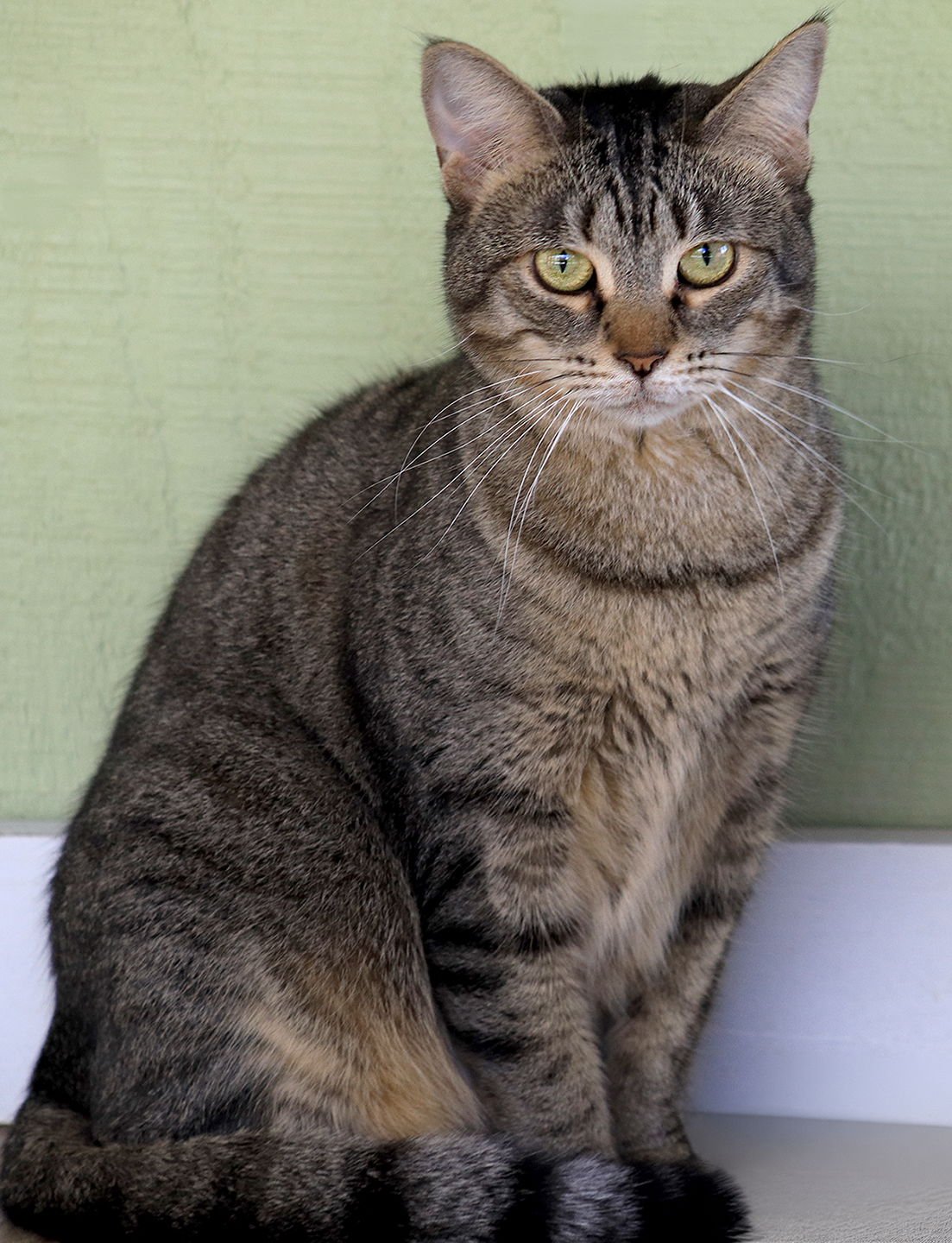 KATIE - Domestic Short Hair available for adoption