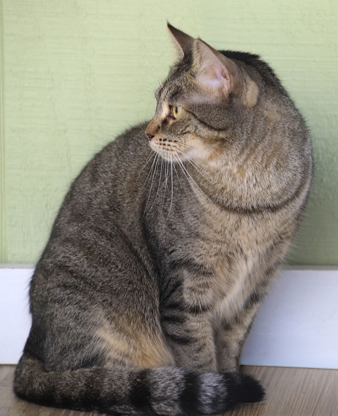 KATIE - Domestic Short Hair available for adoption