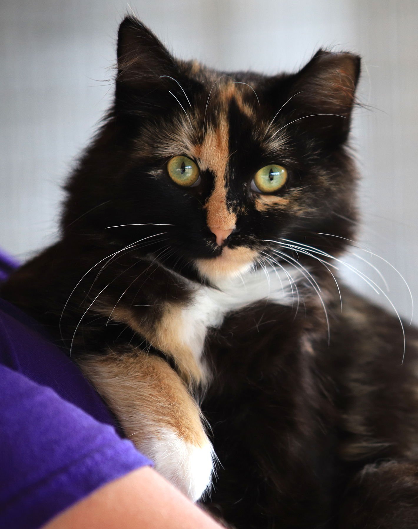 TOKYO - Domestic Medium Hair available for adoption