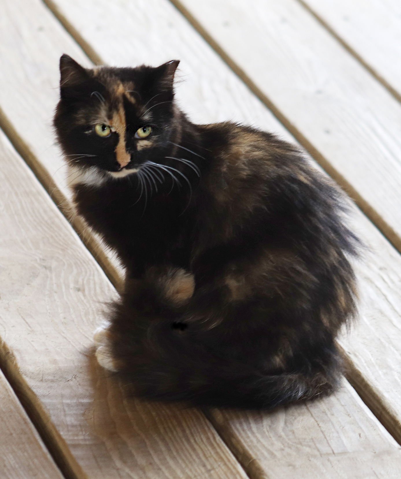 TOKYO - Domestic Medium Hair available for adoption